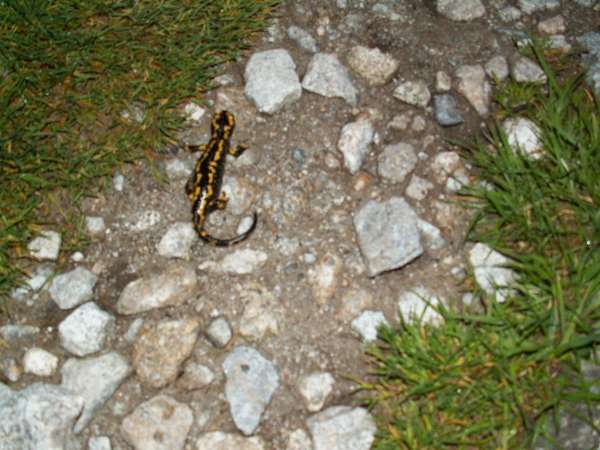 Salamandre